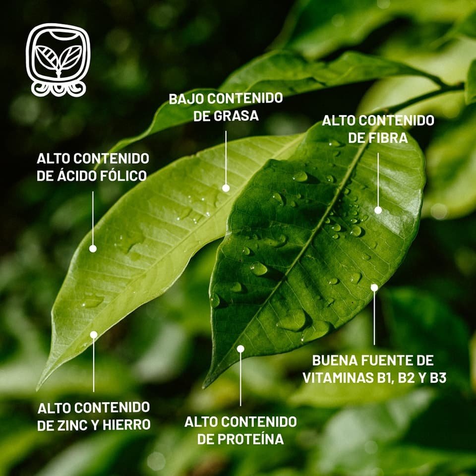 Árbol de Ramón Kuntal Che - Tesoro Maya