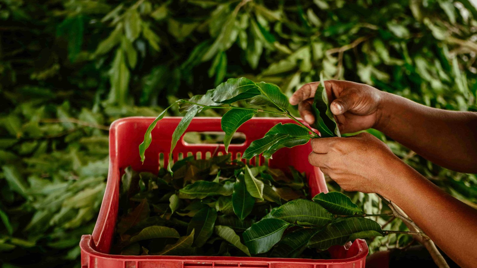 Recursos silvestres y naturales del sureste de México